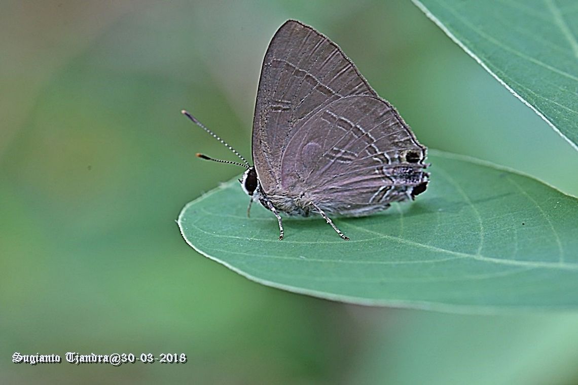 Common Tit, Hypolyaena erylus Sp.  Common tit,Fall,Geotagged,Hypolycaena erylus,Indonesia