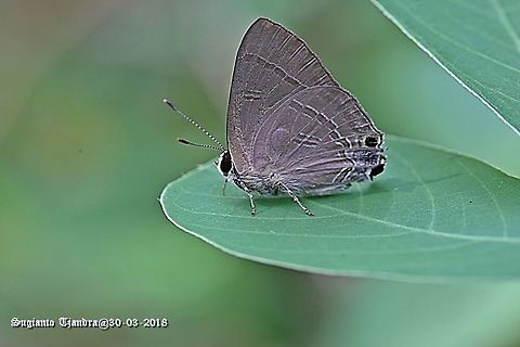 Common Tit, Hypolyaena erylus Sp.  Common tit,Fall,Geotagged,Hypolycaena erylus,Indonesia