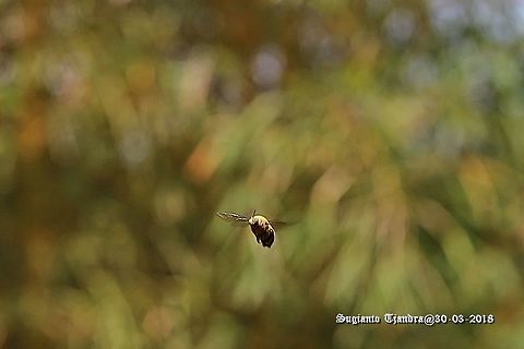 Carpenter Bee, Xylocopa Confusa  Fall,Geotagged,Indonesia,Valley carpenter bee,Xylocopa confusa,Xylocopa varipuncta
