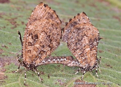 Pale mottle butterfly  Fall,Geotagged,Indonesia