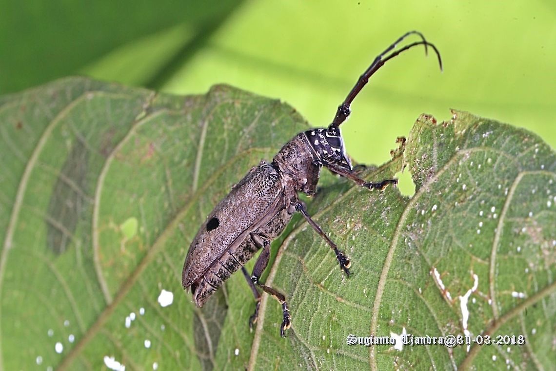 Longhorn beetle  Fall,Geotagged,Indonesia