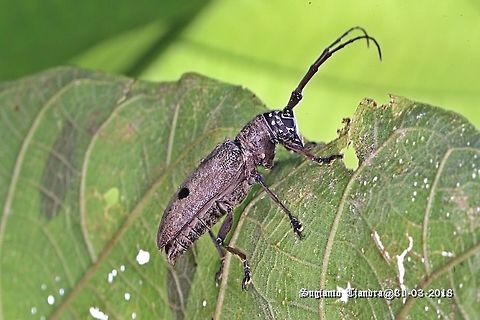 Longhorn beetle  Fall,Geotagged,Indonesia