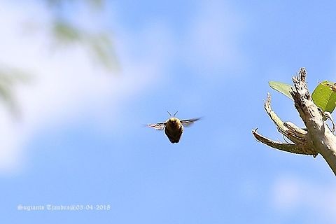 Carpenter Bee, Xylocopa Confusa  Fall,Geotagged,Indonesia,Xylocopa confusa
