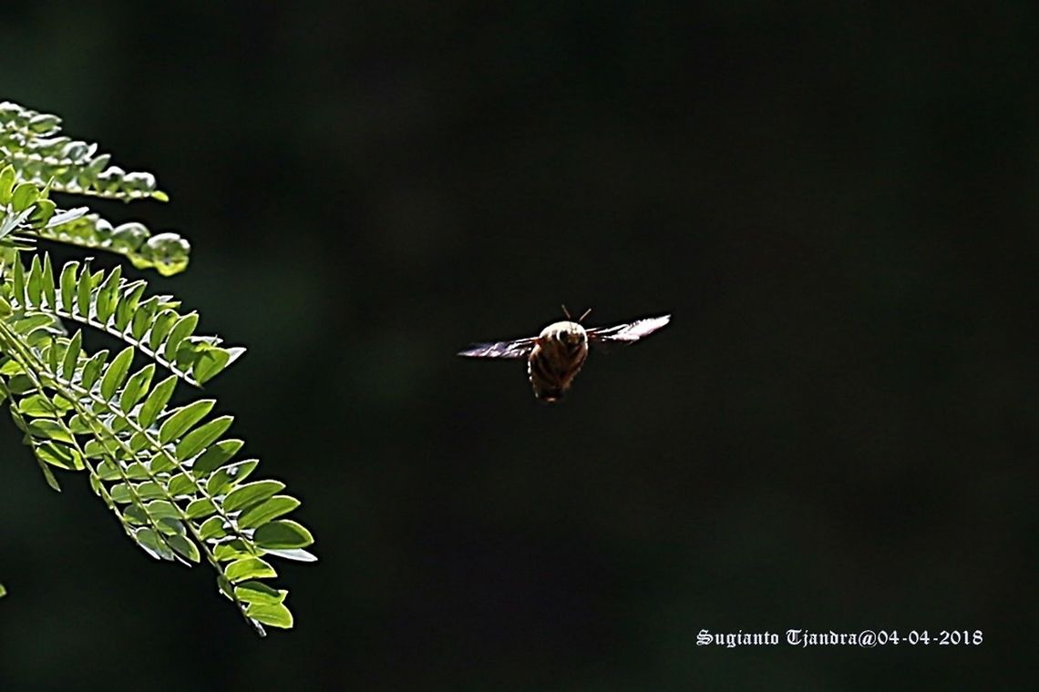 Carpenter Bee, Xylocopa Confusa  Fall,Geotagged,Indonesia,Xylocopa confusa