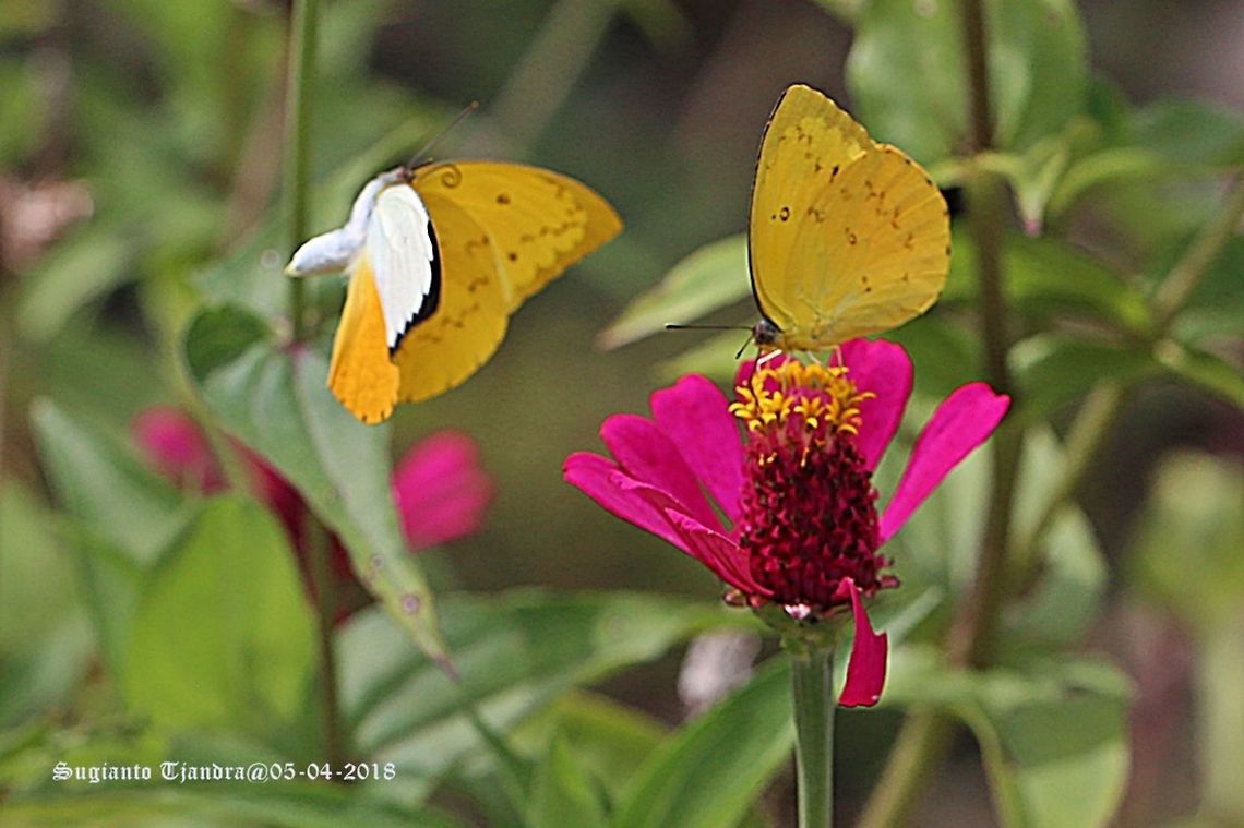 Orange Emigrant (Catopsilia scylla cornelia)  Catopsilia scylla,Fall,Geotagged,Indonesia