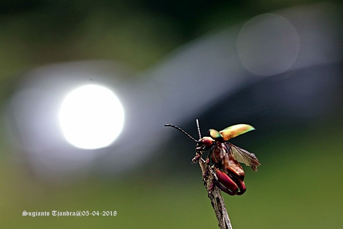 Frog-legged beetle, Sagra femorata Sp. "prepare to fly"  Fall,Geotagged,Indonesia,Sagra femorata
