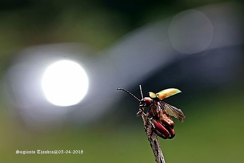 Frog-legged beetle, Sagra femorata Sp. "prepare to fly"  Fall,Geotagged,Indonesia,Sagra femorata