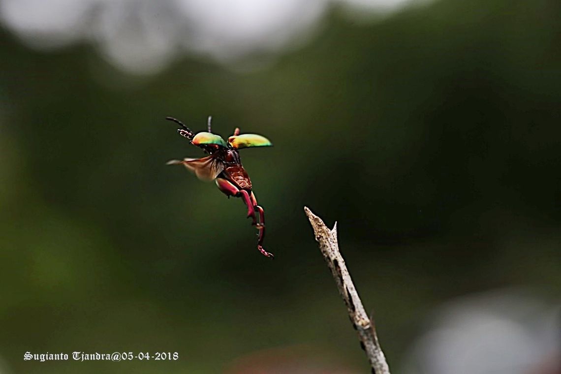 Frog-legged beetle, Sagra femorata "fly fly away"  Fall,Geotagged,Indonesia,Sagra femorata