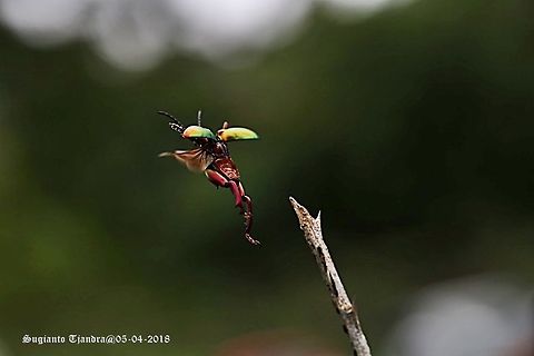 Frog-legged beetle, Sagra femorata "fly fly away"  Fall,Geotagged,Indonesia,Sagra femorata