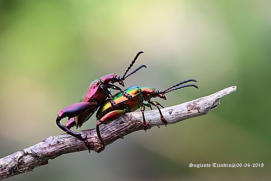 The frog-legged leaf beetles, Sagra femorata Sp.  Fall,Geotagged,Indonesia,Sagra femorata