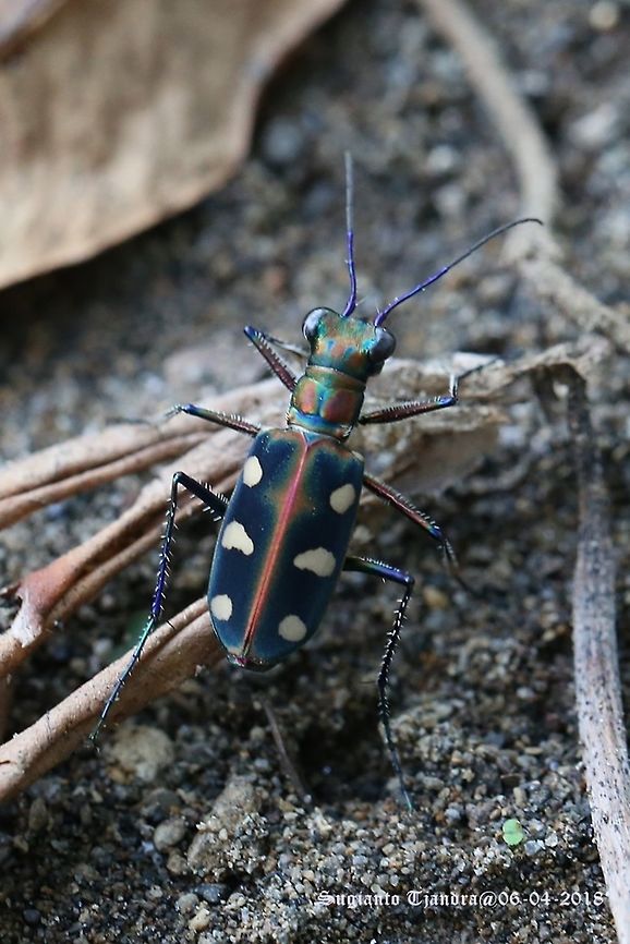 Tiger beetle, Cicindela aurulenta  Cicindela aurulenta,Fall,Geotagged,Golden-spotted tiger beetle,Indonesia