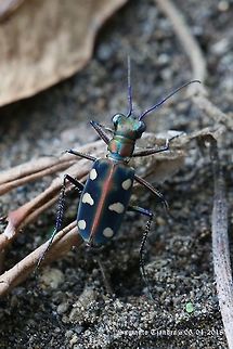 Tiger beetle, Cicindela aurulenta  Cicindela aurulenta,Fall,Geotagged,Golden-spotted tiger beetle,Indonesia