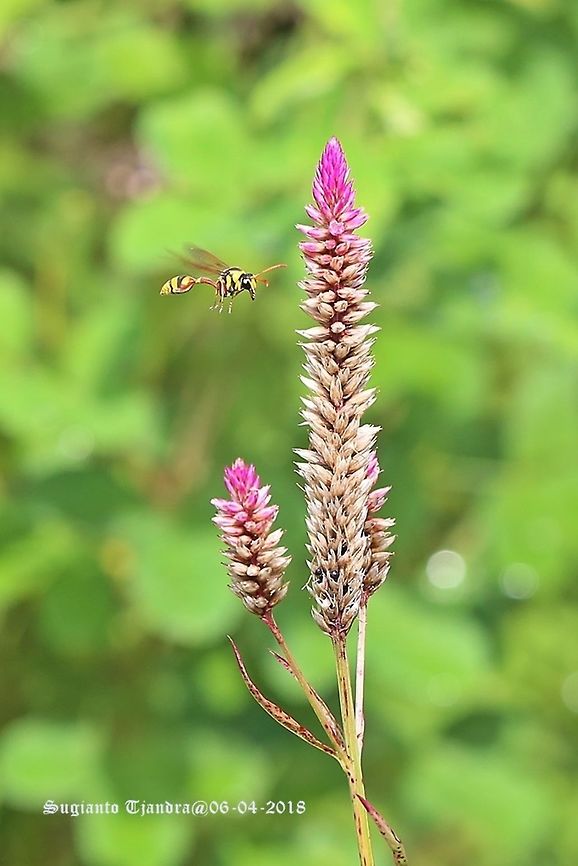 Yellow potter wasp, Delta campaniforme Sp.  Delta campaniforme,Fall,Geotagged,Indonesia,Potter wasp,Rhynchium oculatum,Yellow and Black Potter Wasp