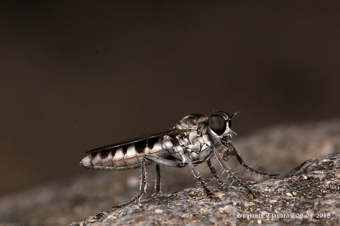 Sand Robber fly, Stichopogon argenteus  Fall,Geotagged,Indonesia,Stichopogon argenteus