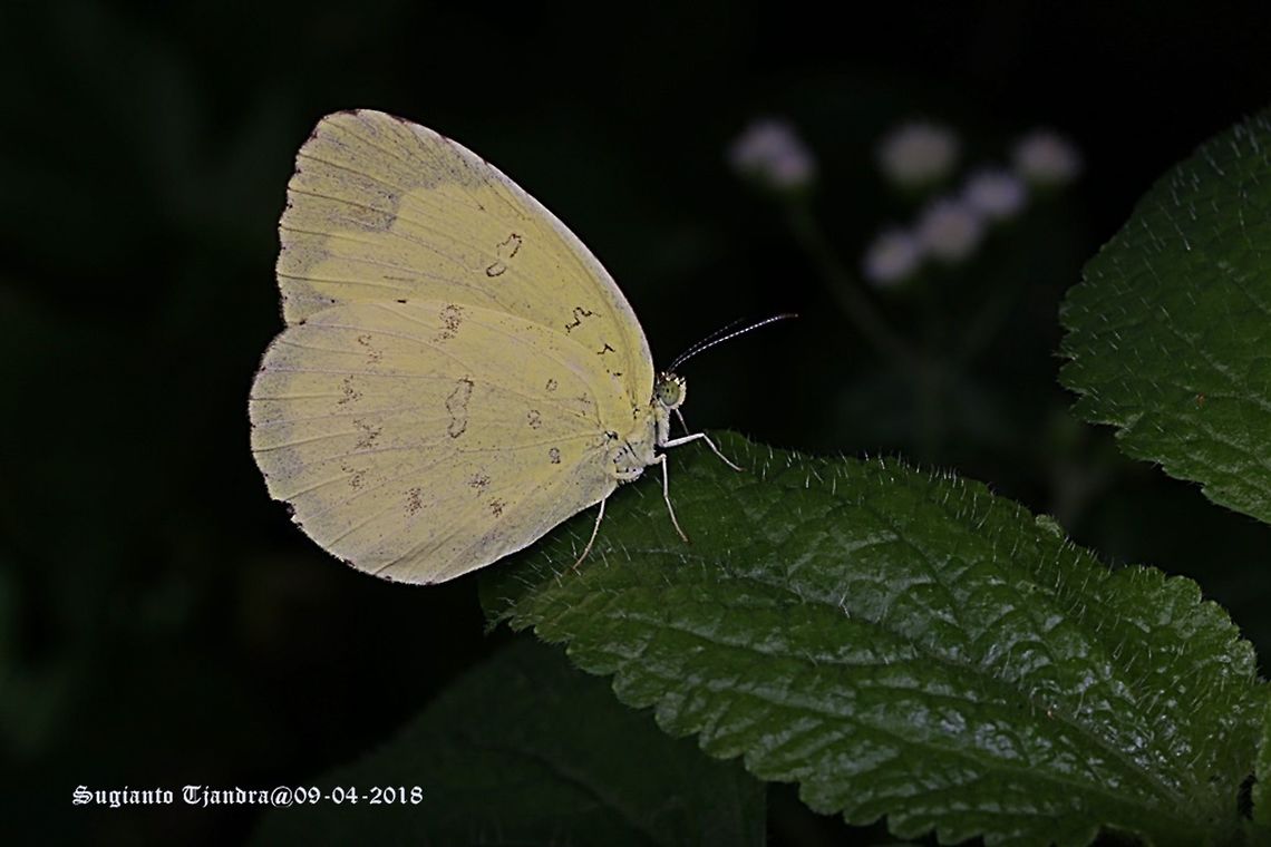 Common grass yellow, Eurema hecabe  Common Grass Yellow,Eurema hecabe,Fall,Geotagged,Indonesia