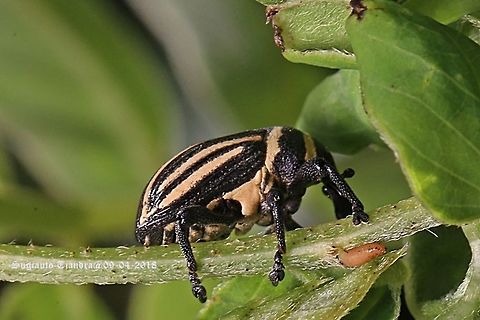 Stripped bean weevil  Fall,Geotagged,Indonesia