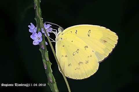 Common grass yellow, Eurema hecabe  Common Grass Yellow,Eurema hecabe,Fall,Geotagged,Indonesia
