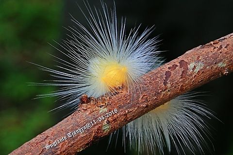 Yellow Hairy Caterpillar Moth  Fall,Geotagged,Indonesia