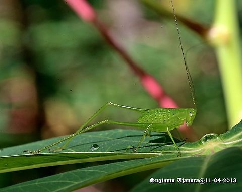 Katydid Nymph  Fall,Geotagged,Indonesia