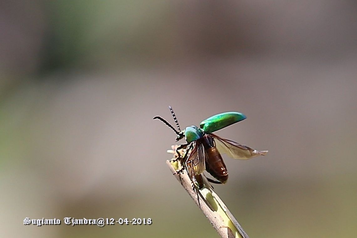The frog-legged leaf beetles, Sagra femorata Sp.  Fall,Geotagged,Indonesia,Sagra femorata