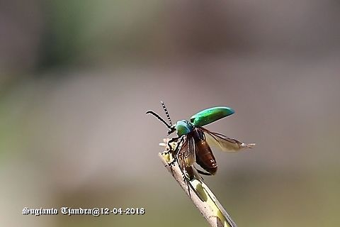 The frog-legged leaf beetles, Sagra femorata Sp.  Fall,Geotagged,Indonesia,Sagra femorata