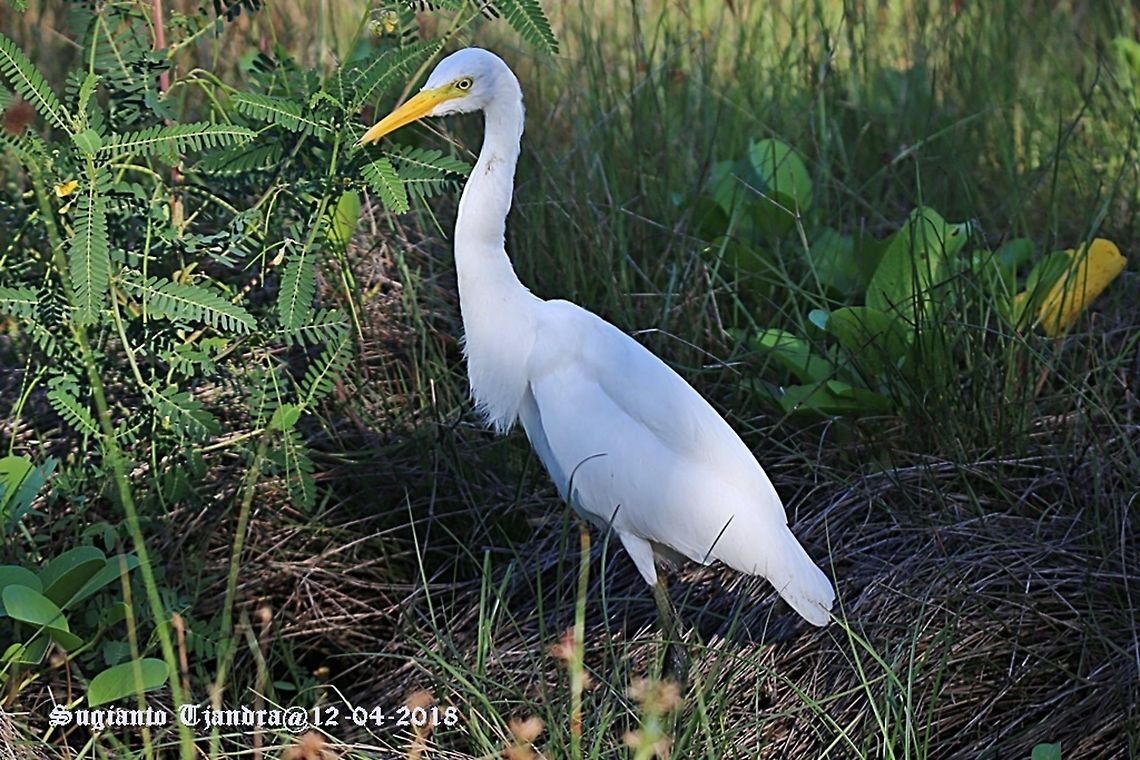 Egret bird  Ardea alba,Geotagged,Great egret,Indonesia,Summer