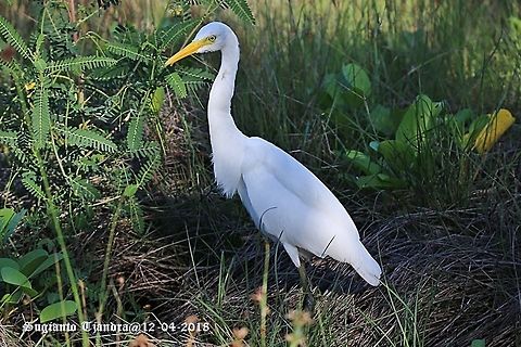 Egret bird  Ardea alba,Geotagged,Great egret,Indonesia,Summer