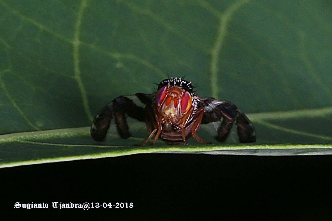 Fruit Fly, Procecidochares Atra  Fall,Geotagged,Indonesia,Procecidochares atra