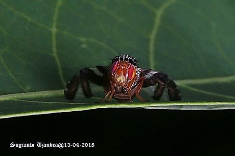 Fruit Fly, Procecidochares Atra  Fall,Geotagged,Indonesia,Procecidochares atra