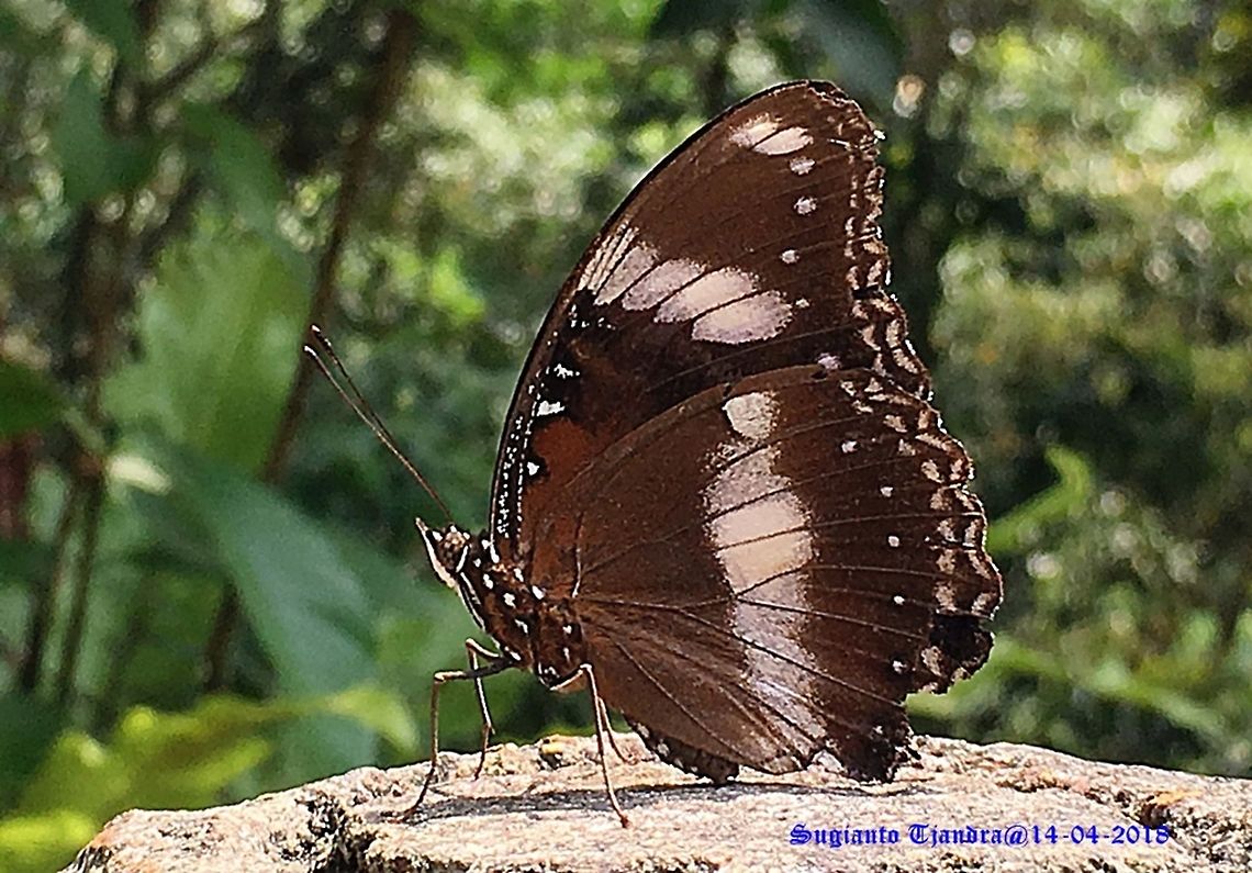 Great Eggfly, Hypolimnas bolina, Male  Fall,Geotagged,Great Eggfly,Hypolimnas bolina,Indonesia