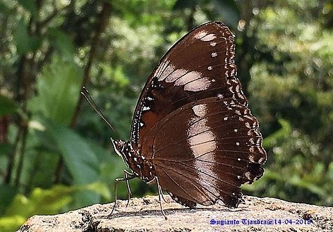 Great Eggfly, Hypolimnas bolina, Male  Fall,Geotagged,Great Eggfly,Hypolimnas bolina,Indonesia
