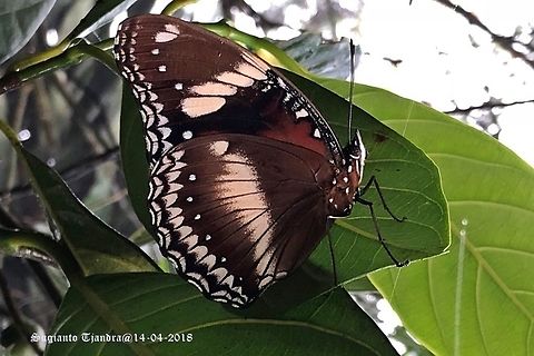 Great Eggfly, Hypolimnas bolina, Male  Fall,Geotagged,Great Eggfly,Hypolimnas bolina,Indonesia