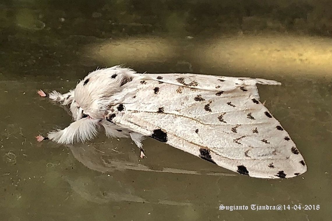 Tussock moth, Lymantria marginalis  Fall,Geotagged,Indonesia,Lymantria marginalis
