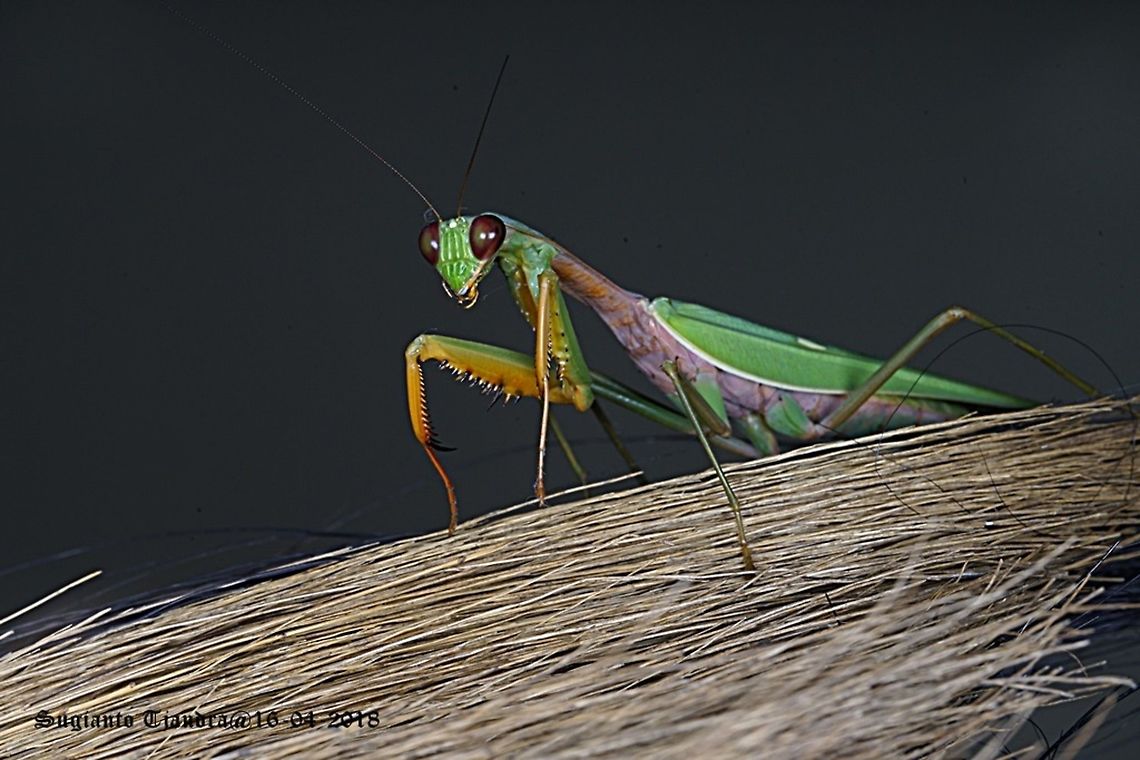 Praying Mantis/Giant Asian Mantis, Hierodula sp  Fall,Geotagged,Indonesia