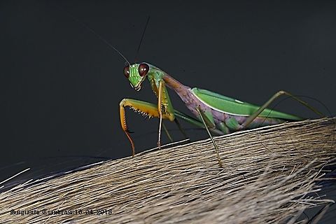 Praying Mantis/Giant Asian Mantis, Hierodula sp  Fall,Geotagged,Indonesia