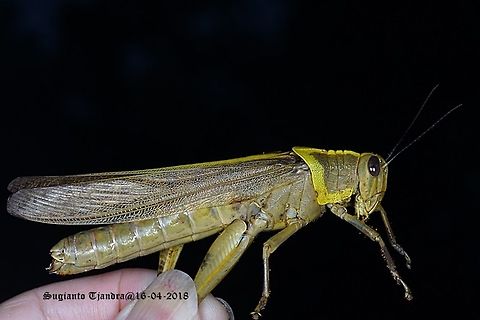 Locust, Acrididae Sp.  Fall,Geotagged,Indonesia,Javanese grasshopper,Valanga nigricornis