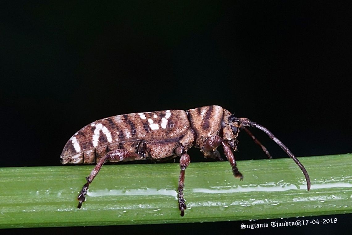 Longhorn beetle  Fall,Geotagged,Indonesia