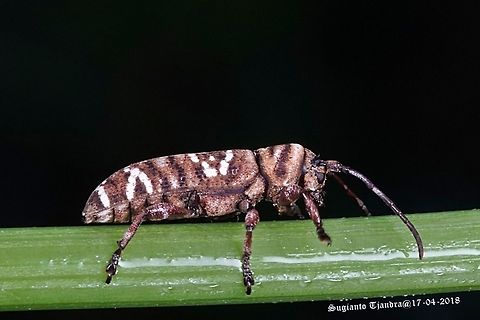 Longhorn beetle  Fall,Geotagged,Indonesia