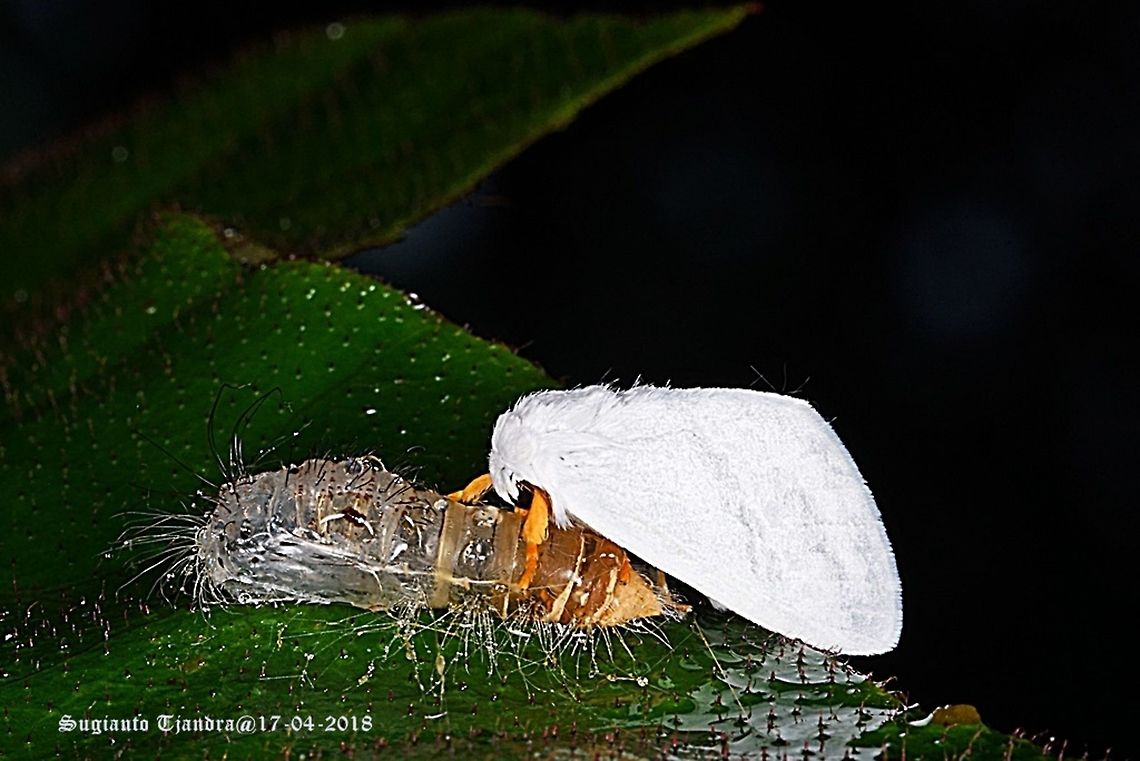 White Moth - "Re-born"  Fall,Geotagged,Indonesia