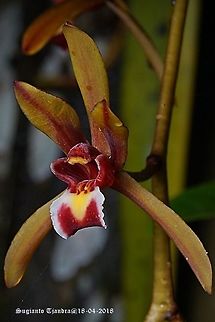 Native Orchid flower (Cymbidium finlaysonianum)  Fall,Geotagged,Indonesia
