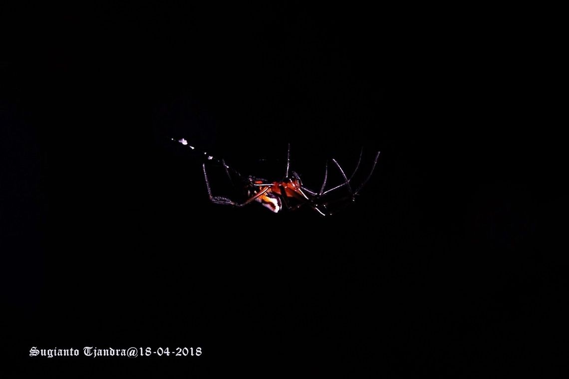 Spider - Longjawed Orb Weaver (Opadometa fastigata)  Fall,Geotagged,Indonesia,Opadometa fastigata,Pear-shaped Leucauge