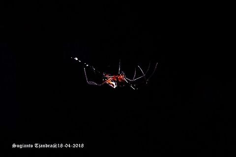 Spider - Longjawed Orb Weaver (Opadometa fastigata)  Fall,Geotagged,Indonesia,Opadometa fastigata,Pear-shaped Leucauge