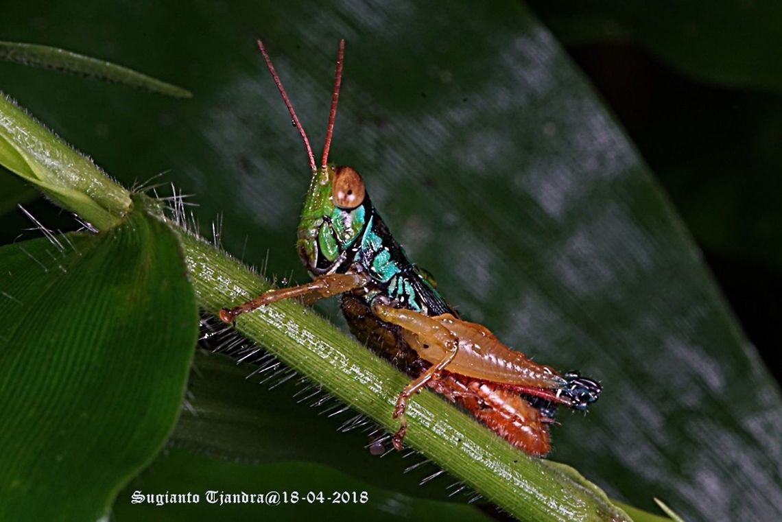 Grasshopper, Caryanda Spuria  Caryanda spuria,Fall,Geotagged,Indonesia