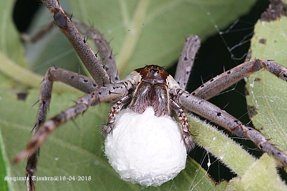 Nursery web spiders, Pisauridae Sp.  Fall,Fishing spider,Geotagged,Indonesia,Nilus albocinctus