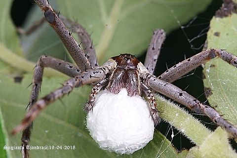 Nursery web spiders, Pisauridae Sp.  Fall,Fishing spider,Geotagged,Indonesia,Nilus albocinctus