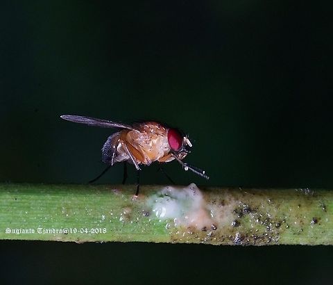 Common Fruit Fly - Drosophila melanogaster  Drosophila melanogaster,Fall,Geotagged,Indonesia