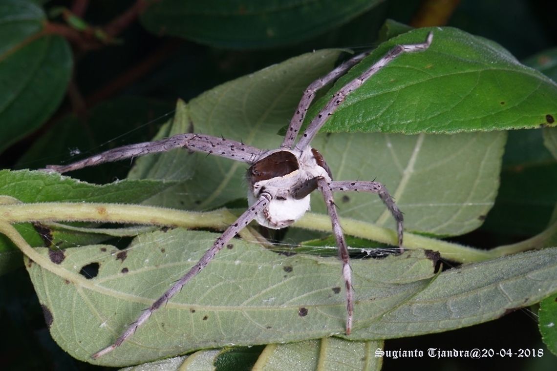 Nursery web spiders, Pisauridae Sp.  Fall,Fishing spider,Geotagged,Indonesia,Nilus albocinctus