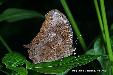Life stage of butterfly - Tawny/Common Palmfly  (Elymnias panthera Sp.)  Elymnias panthera,Fall,Geotagged,Indonesia,Tawny palmfly