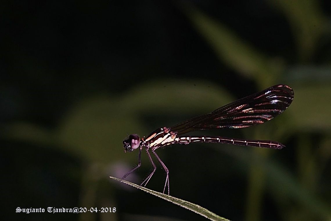 Jewel damselfly/Rhinocypha fenestrata, family Chlorocyphidae - Female  Fall,Geotagged,Indonesia,Rhinocypha Fenestrata,Rhinocypha fenestrata