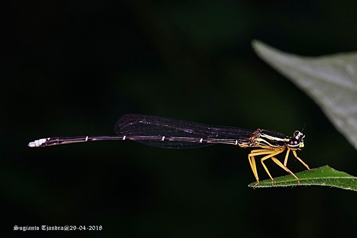 Yellow Bush Dart - Male, Copera marginipes Sp, family of Platycnemididae  Copera marginipes,Fall,Geotagged,Indonesia,Yellow bush dart